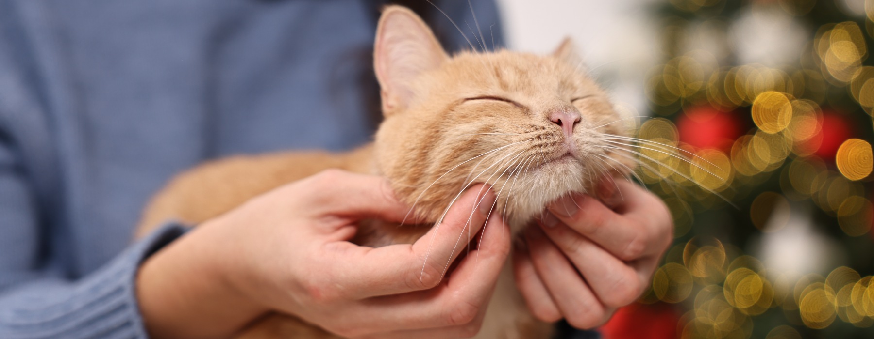 Woman petting cute ginger cat against blurred Christmas lights indoors